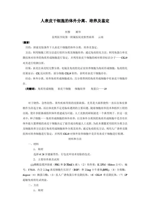 人表皮干细胞的体外分离、培养及鉴定