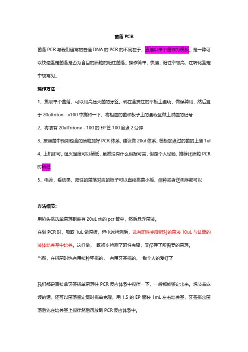 菌落PCR