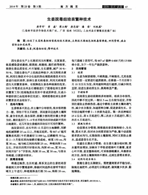 生姜脱毒组培苗繁种技术