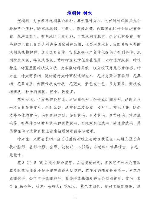泡桐树 树木