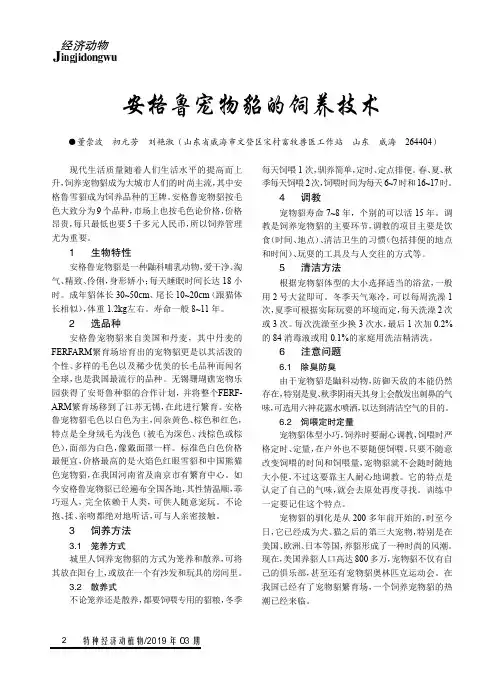 安格鲁宠物貂的饲养技术