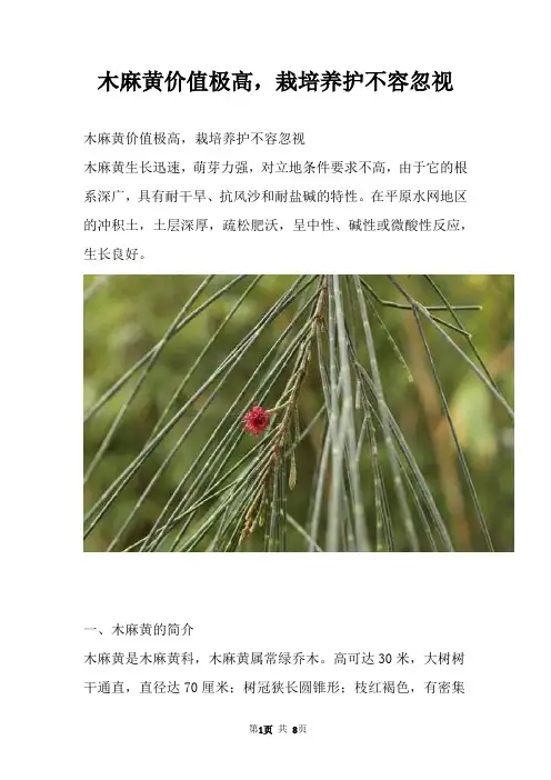 木麻黄价值极高，栽培养护不容忽视