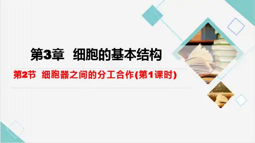 3.1细胞膜的结构和功能课件 2021-2022学年高一生物人教版必修一