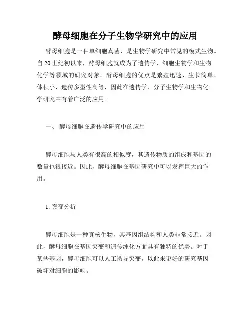 酵母细胞在分子生物学研究中的应用