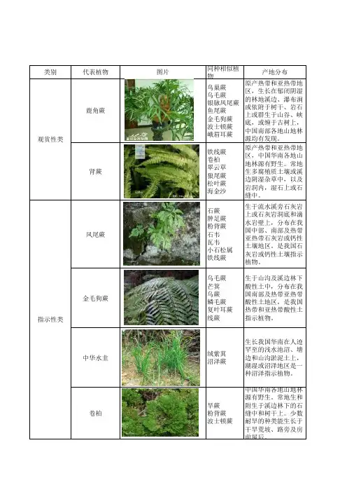 常见蕨类植物数据库完整版