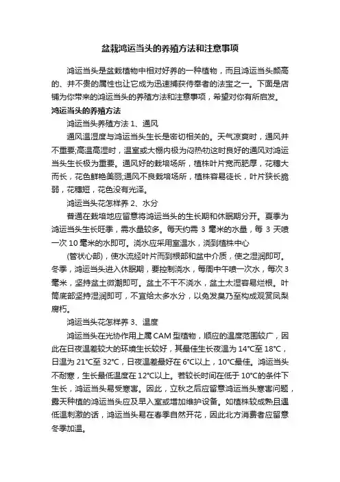 盆栽鸿运当头的养殖方法和注意事项