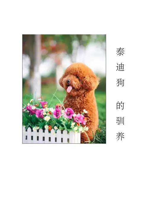 泰迪狗驯养