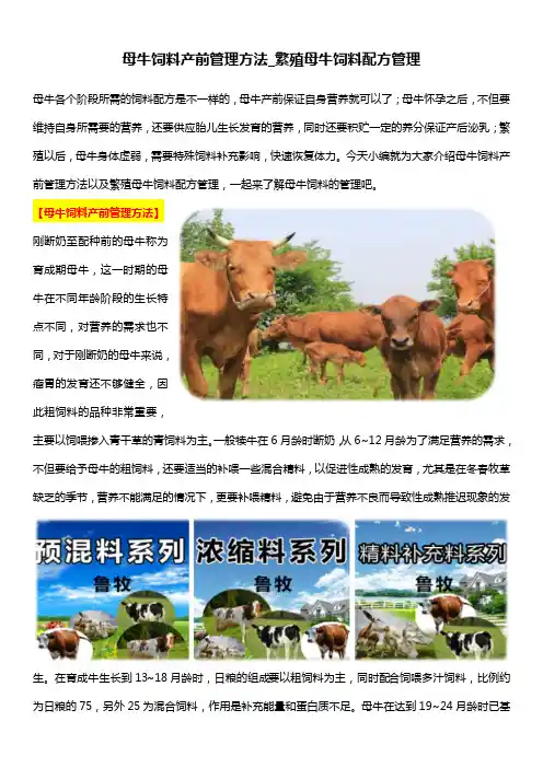 母牛饲料产前管理方法_繁殖母牛饲料配方管理
