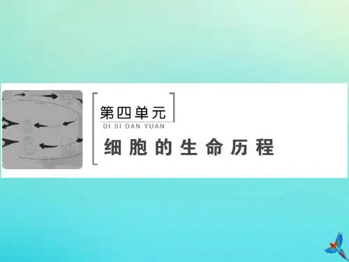 2020版高考生物一轮复习第11讲减数分裂与受精作用课件新人教版