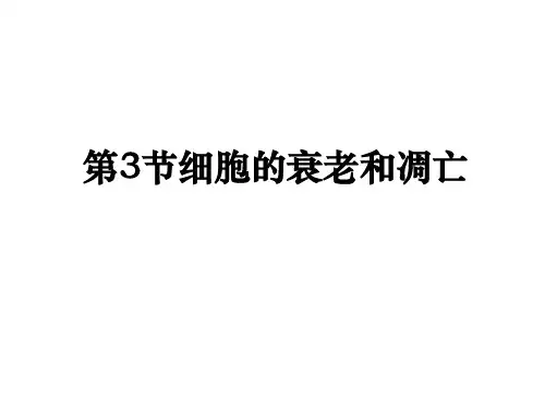 生物：6.3《细胞的衰老和凋亡》课件(新人教版必修1)高一