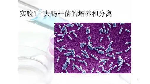 实验一大肠杆菌的培养和分离