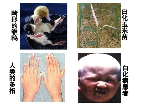 人教版生物必修二文科5.1 基因突变和基因重组(共18张PPT)