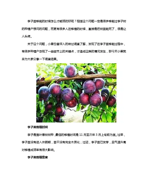 李子苗栽植时间与方法