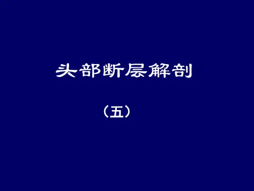 头部断层解剖学人体断层解剖学-06PPT课件