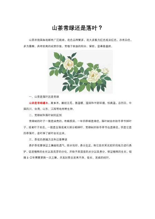 山茶是常绿还是落叶