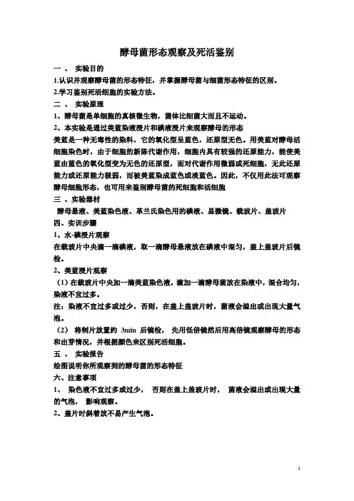 酵母菌形态观察及死活鉴别