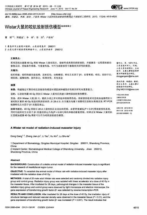 Wistar大鼠的咬肌放射损伤模型