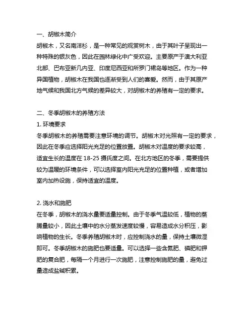 冬季胡椒木的养殖方法和注意事项