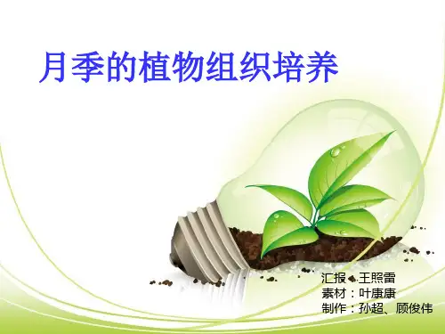 月季花的组织培养