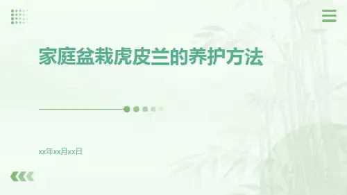 家庭盆栽虎皮兰的养护方法