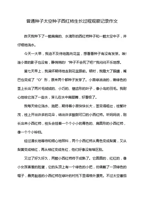 普通种子太空种子西红柿生长过程观察记录作文