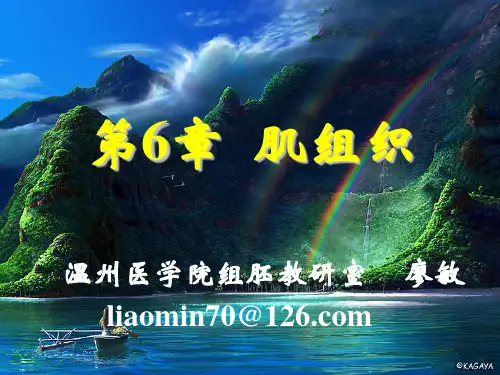 组织学与胚胎学  第6章  肌组织