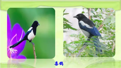 部编人教版二年级语文下册《9 枫树上的喜鹊》教学课件