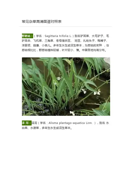  常见杂草高清图谱对照表