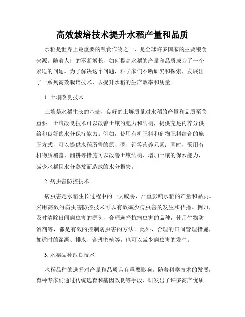 高效栽培技术提升水稻产量和品质