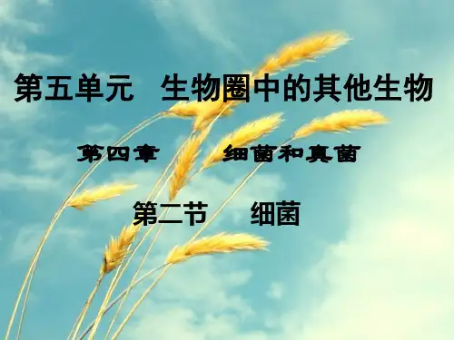 八年级生物上册ppt(22份打包) 人教版14PPT精选课件
