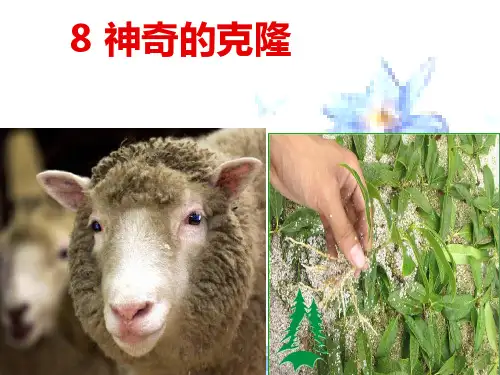 8_神奇的克隆1ppt