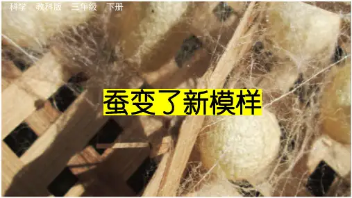 三年级科学蚕变了新模样课件