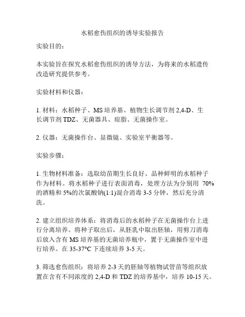 水稻愈伤组织的诱导实验报告