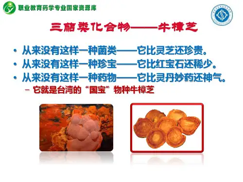 萜类化合物：牛樟芝.
