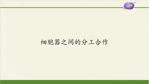 (课件)细胞器之间的分工合作