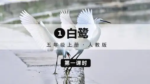 统编版五年级语文上册1《白鹭》第一课时课件(共28张PPT)