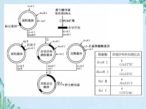 表观遗传学