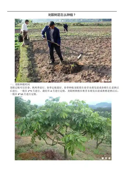 龙眼树是怎么种植