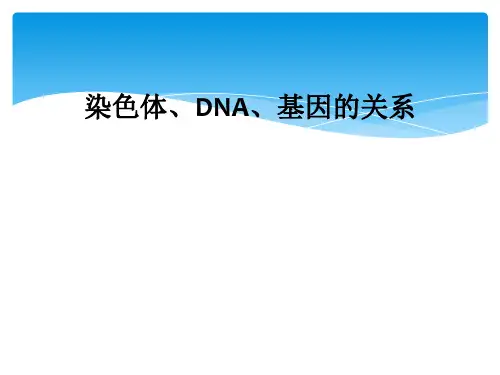 染色体、DNA、基因的关系