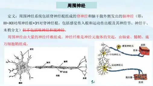 17 周围神经