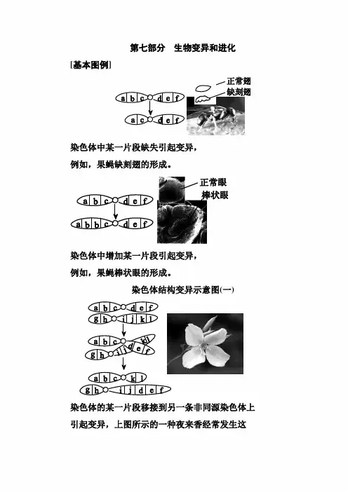 2021年高考生物考前回归教材(基础图例+关键语句+核心考点)：第七部分  生物变异和进化