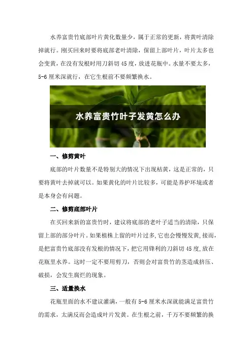 水养富贵竹叶子发黄怎么办