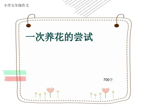 小学五年级作文《一次养花的尝试》700字(共11页PPT)