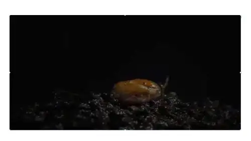 人教版生物七年级上册 3.1第二节第1课时种子的结构