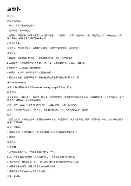 唇形科——精选推荐