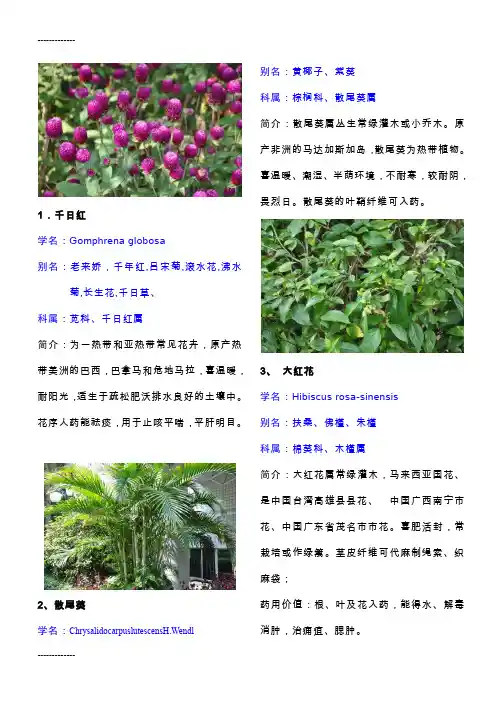 (整理)南方常见观赏植物简介