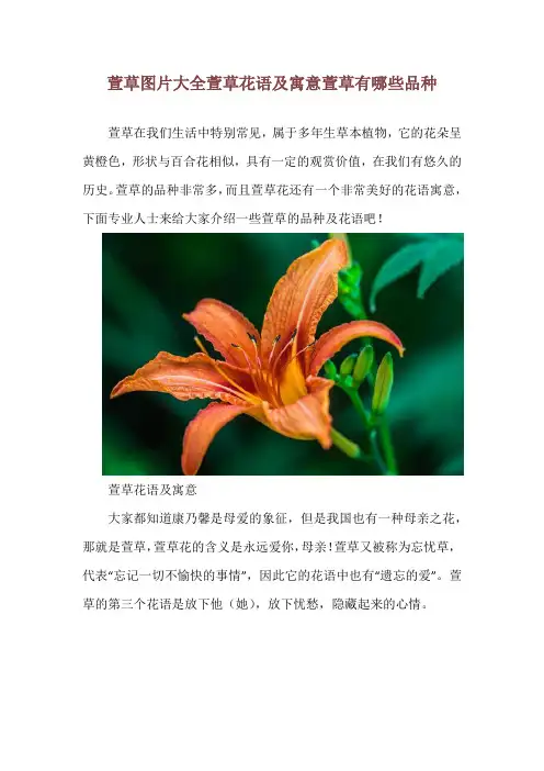 萱草图片大全 萱草花语及寓意 萱草有哪些品种
