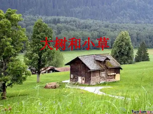 三年级上册科学课件 . 大树和小草 教科版4