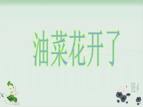 四年级下册科学课件 油菜花开了｜教科版 (共15张PPT)
