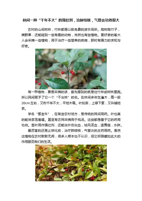 林间一种“千年不大”的强壮剂，治肺结核，气管炎功效很大